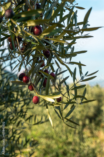 Vertical shot of a branch of an olive tree with ripe olives for harvest with the sky in the background