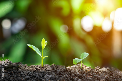 Agriculture and plant grow sequence with morning sunlight and dark green blur background. Germinating seedling grow step sprout growing from seed. Nature ecology and growth concept with copy space.