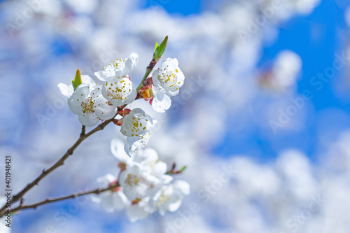 Blooming spring background.