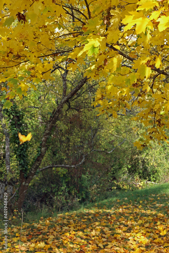 Naklejka premium Herbststimmung