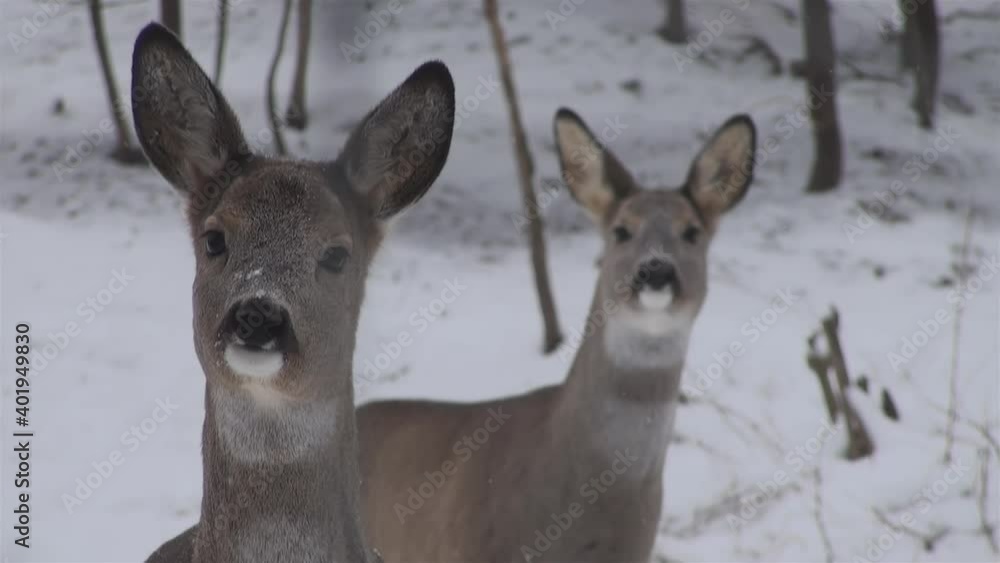 the behavior of deers looking for food in the snowy forests during the winter the behavior of deers looking for food in the snowy forests during the winter