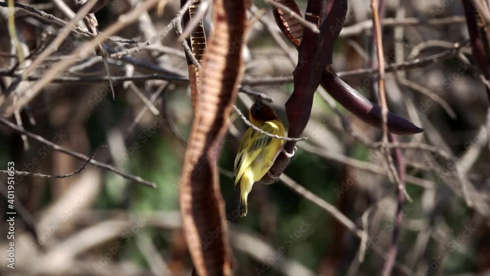 Ploceidae bird jumping from the branch in super slow motion Ploceidae bird jumping from the branch in super slow motion
