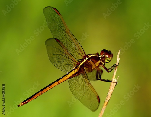 Macro photo of Dragonfly with bokeh. Anisoptera.