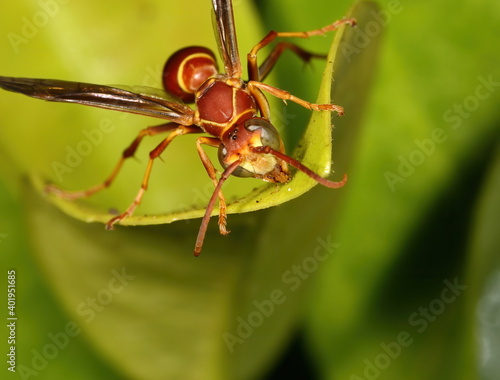 Macro photography of a Paper wasp standing on a green leaf.