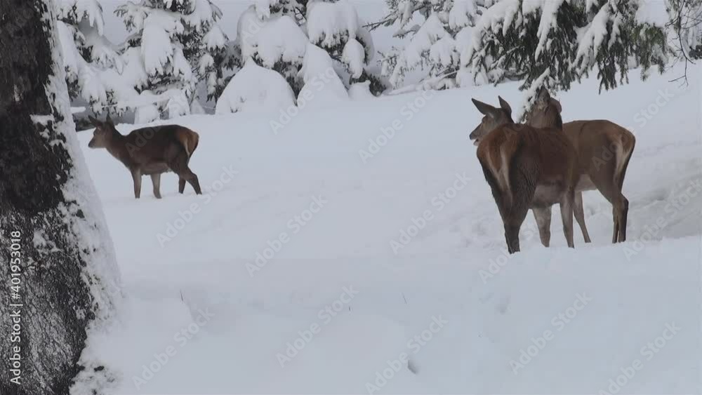 the behavior of deers looking for food in the snowy forests during the winter the behavior of deers looking for food in the snowy forests during the winter