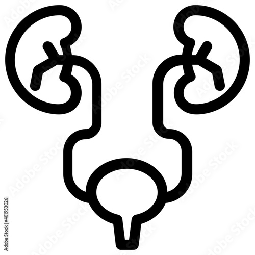 Urinary System 