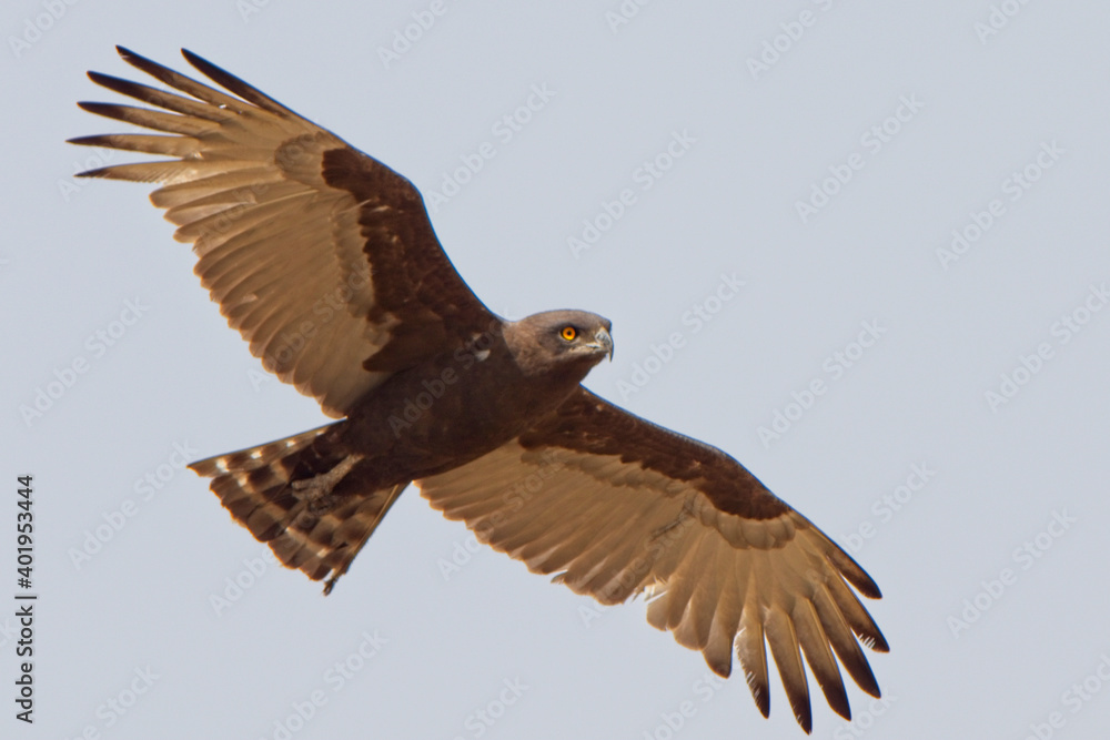 Brown Snake Eagle (Circaetus cinereus), adult in flight, Gambia. Brown Snake Eagle (Circaetus cinereus), adult in flight, Gambia.