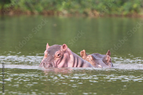 Hippopotamus (H. amphibius) adult and juvenile in the River Gambia near Georgetown, Gambia.