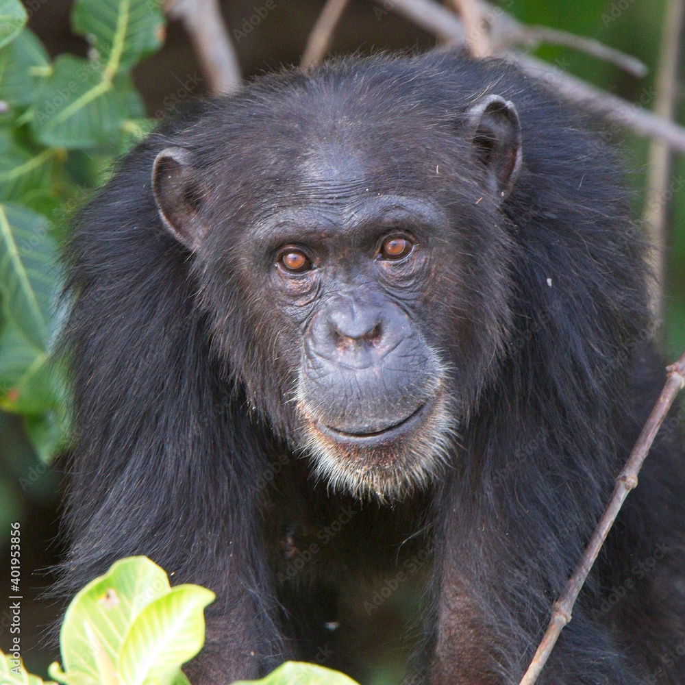 Chimpanzee (Pan troglodytes) adult in a tree, Chimpanzee Rehabilitation Project, River Gambia National Park, Gambia. Chimpanzee (Pan troglodytes) adult in a tree, Chimpanzee Rehabilitation Project, River Gambia National Park, Gambia.