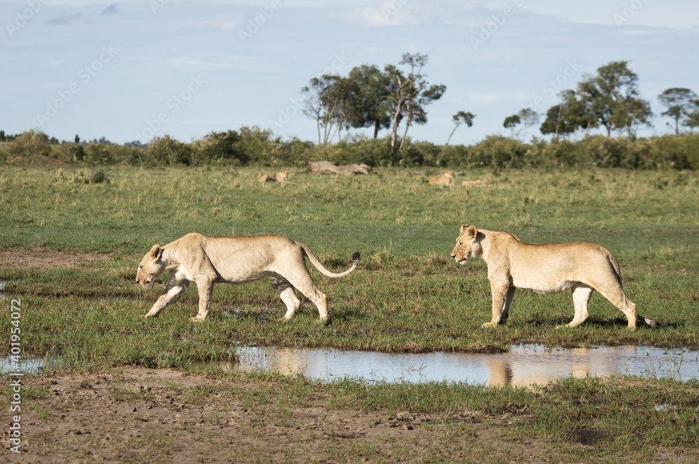 Naklejka premium Lionnes Afrique