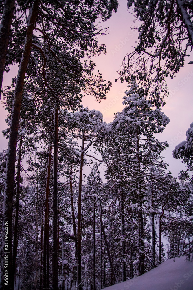 Winter landscape in Oulanka National Park, Lapland, Finland Winter landscape in Oulanka National Park, Lapland, Finland