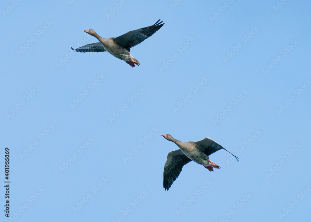 Fototapeta premium Greylag goose, (Anser anser), Grågås.