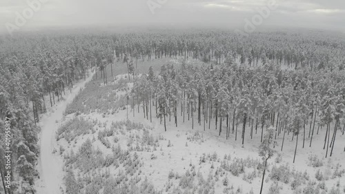 Winter forest snow Latvia pine trees landscape drone shooting 4K video