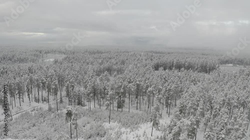Winter forest snow Latvia pine trees landscape drone shooting 4K video