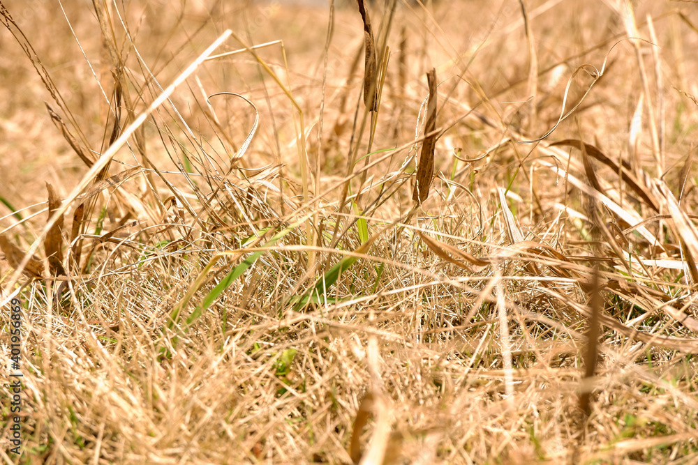 Fototapeta premium beautiful golden background of dry dead grass