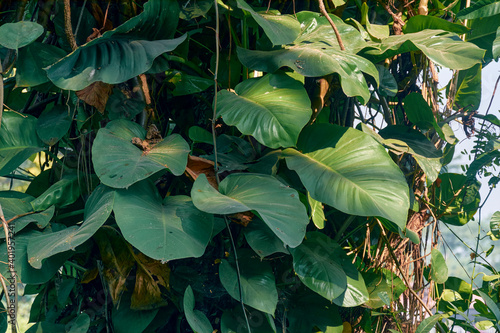 Closeup of giant jade pothos plant (Epipremnum aureum, a large tropical vine, often grows as an invasive species) leaves, climbing around wooden trunk of a large tree, at Rabindra Sarobar lake, in Sou photo