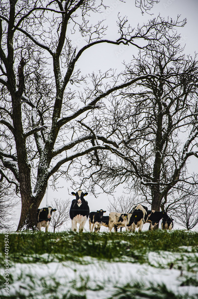 Cows in snowy field staring at camera Cows in snowy field staring at camera