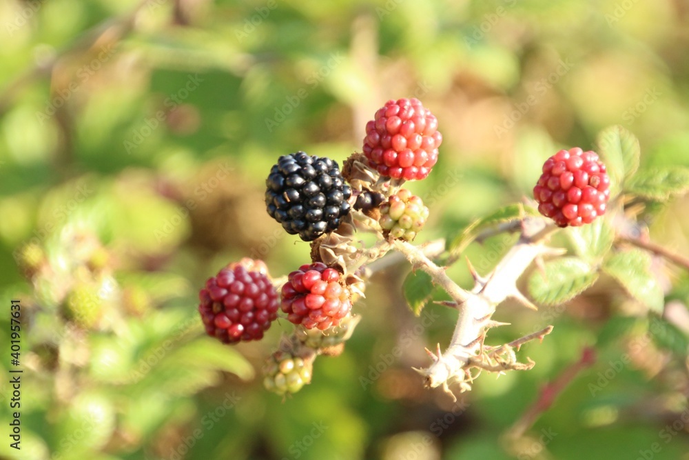 blackberries on a bush blackberries on a bush