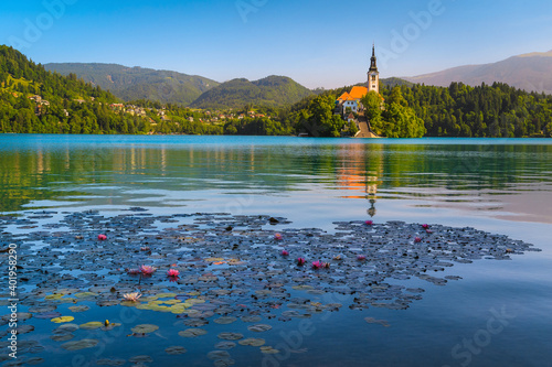 Beautiful pink water lily flowers blooming on lake Bled, Slovenia © janoka82