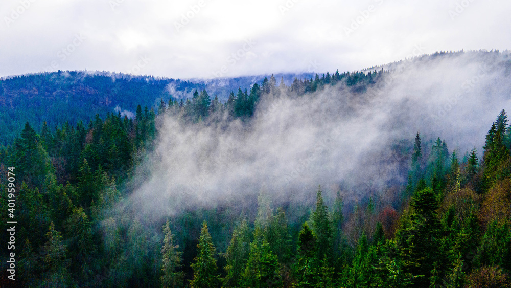 Pine forest fog smoke mountains
