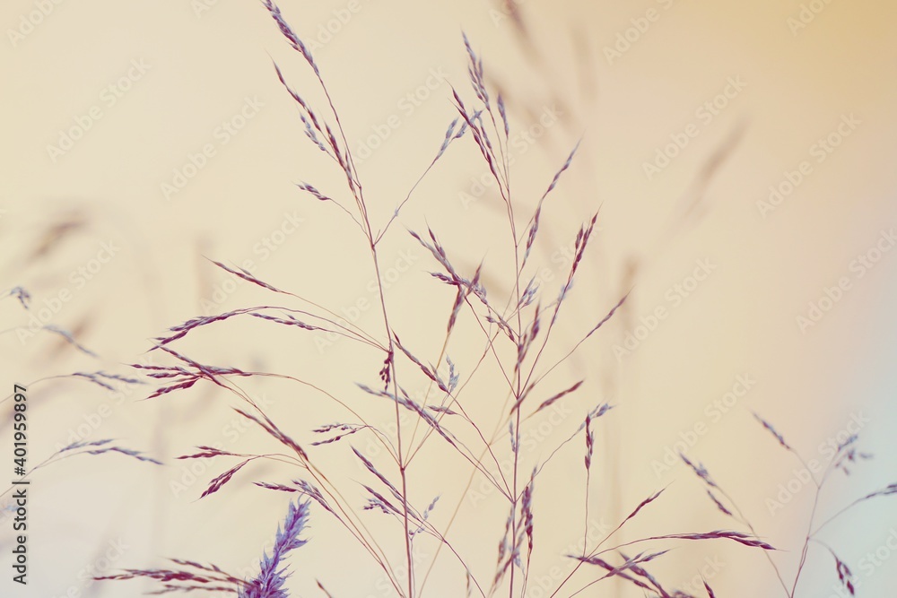 Fototapeta premium dry plants in the nature in autumn season