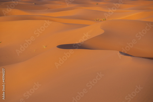 Sahara desert  dunes