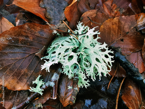 A closeup of Evernia prunastri lichens growing on the brown autumn leaves background photo