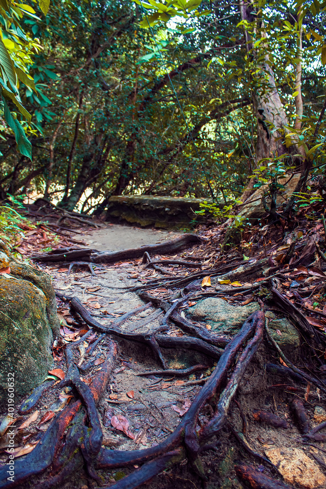 Road in jungles in the National Park at Penang Island, Malaysia, Asia Road in jungles in the National Park at Penang Island, Malaysia, Asia