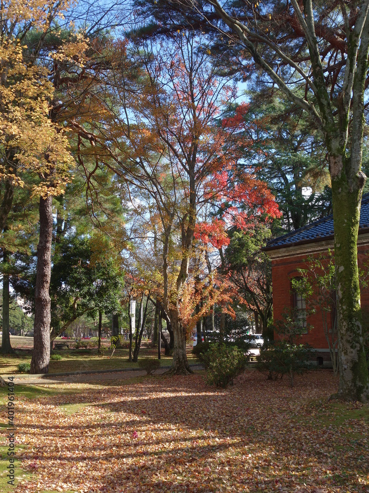 Naklejka premium 晩秋の紅葉