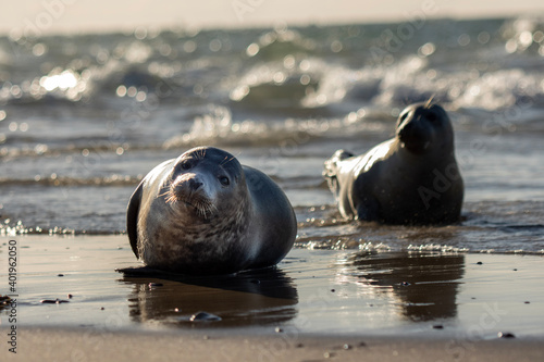 Sea seal on the beach