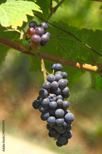 Grappe de raisin sur une vigne