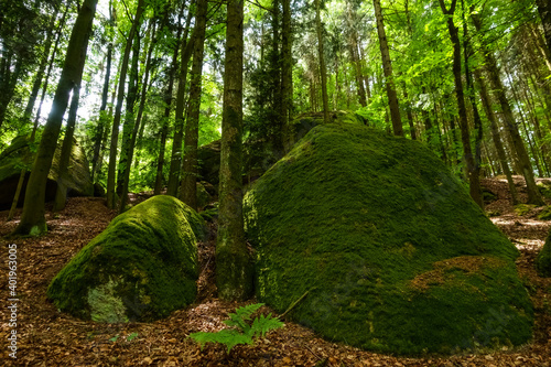 huge rocks with beautiful green moss in a forest with many brown leaves in the summer