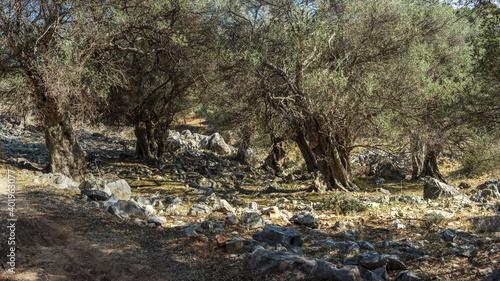 Olive grove of the oldest trees on Adriatic island Pag.