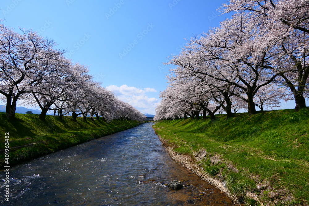 舟川べり桜並木。朝日、富山、日本。4月中旬。