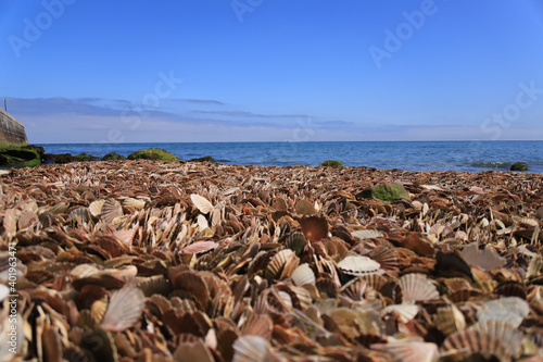 Φωτογραφία A selective focus shot of lots of seashells on the coast