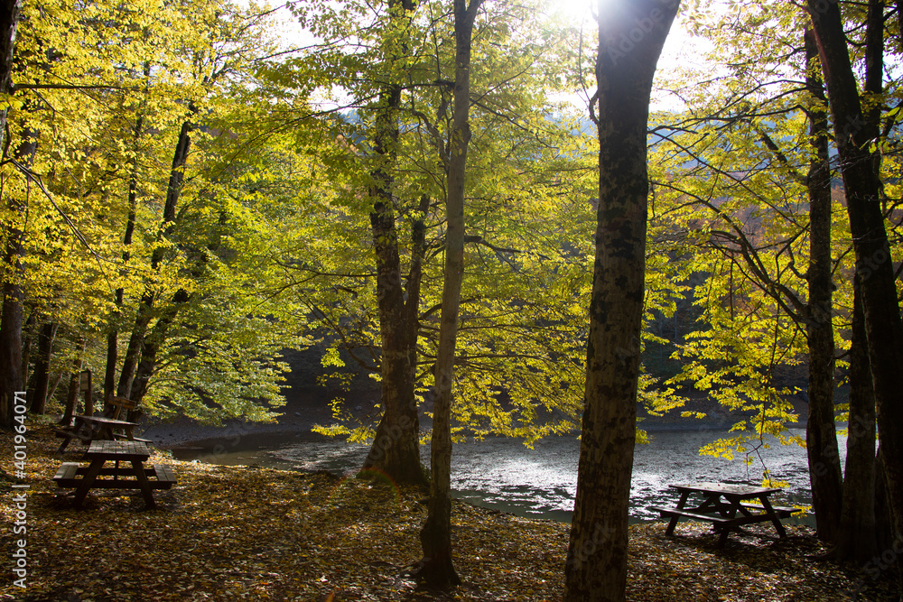 Fototapeta premium A forest in Bolu Yedigoller which is in Turkey under a brgiht blue sky. It has a natural refreshing environment