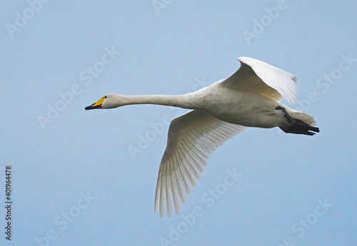 Sångsvan (Cygnus cygnus) whooper swan.