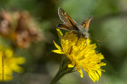 A selective focus shot of a silver-spotted skipper perched on yellow flower photo