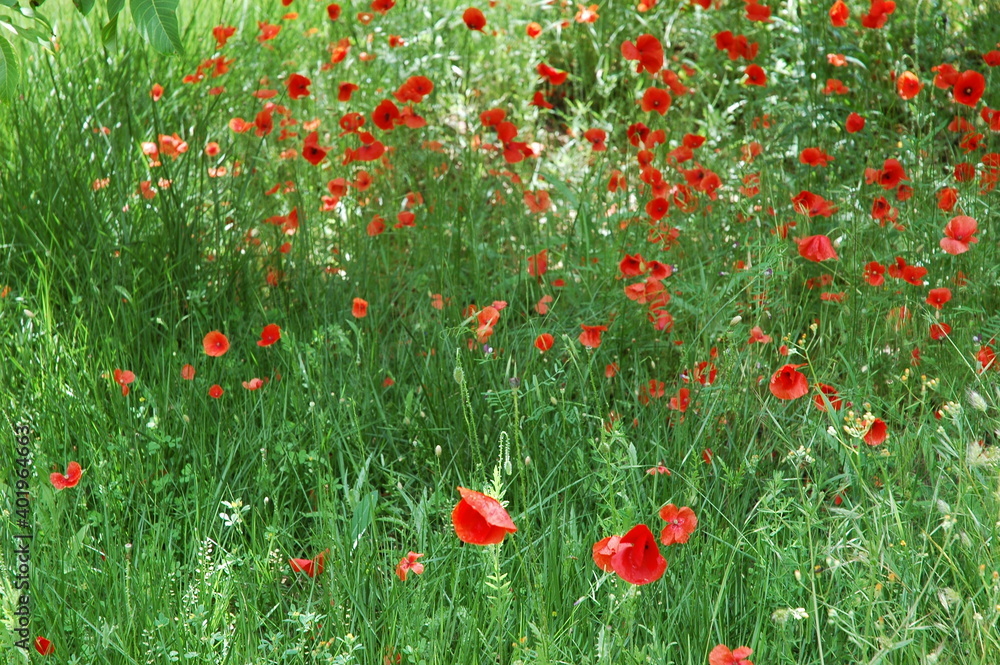 Fototapeta premium Campo de amapolas