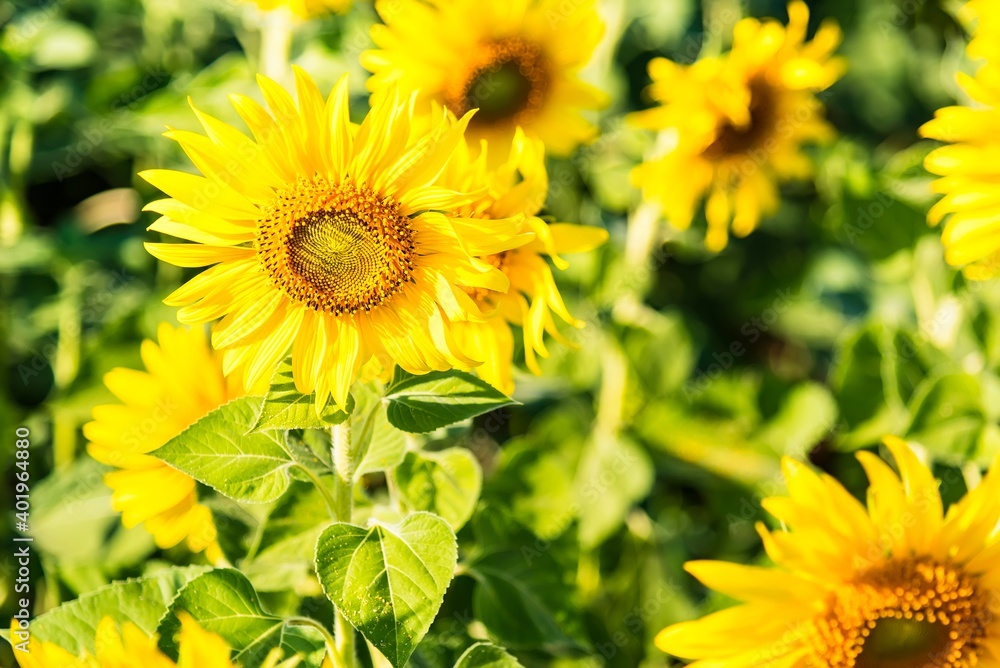 Beautiful blooming sunflower on a background field of sunflowers.Sunflowers have abundant health benefits. Sunflower oil improves skin health and promote cell regeneration.Selective focus Beautiful blooming sunflower on a background field of sunflowers.Sunflowers have abundant health benefits. Sunflower oil improves skin health and promote cell regeneration.Selective focus
