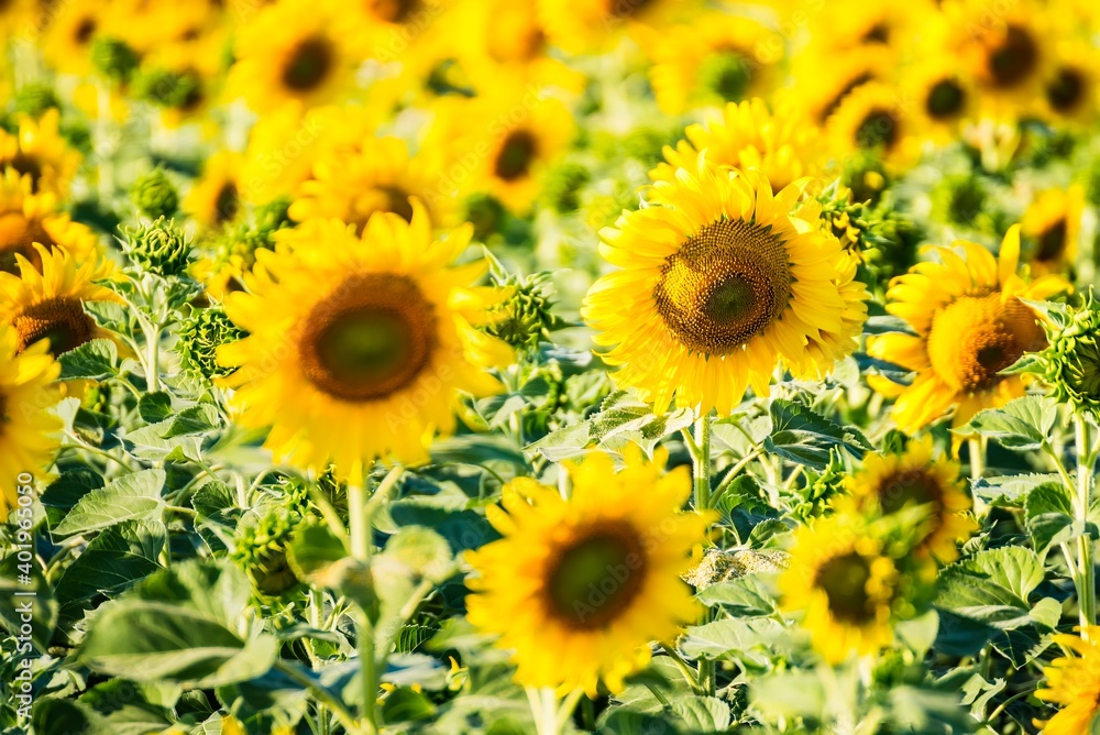 Beautiful blooming sunflower on a background field of sunflowers.Sunflowers have abundant health benefits. Sunflower oil improves skin health and promote cell regeneration.Selective focus Beautiful blooming sunflower on a background field of sunflowers.Sunflowers have abundant health benefits. Sunflower oil improves skin health and promote cell regeneration.Selective focus