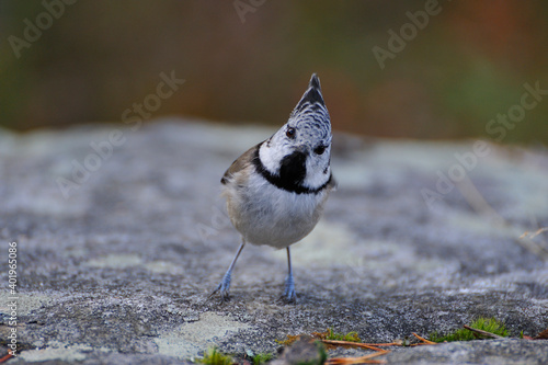 Haubenmeise ( Lophophanes cristatus, Parus cristatus ) in Schweden photo