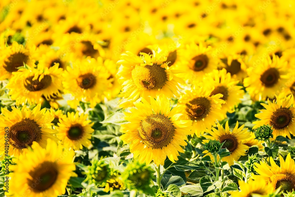 Beautiful blooming sunflower on a background field of sunflowers.Sunflowers have abundant health benefits. Sunflower oil improves skin health and promote cell regeneration.Selective focus Beautiful blooming sunflower on a background field of sunflowers.Sunflowers have abundant health benefits. Sunflower oil improves skin health and promote cell regeneration.Selective focus