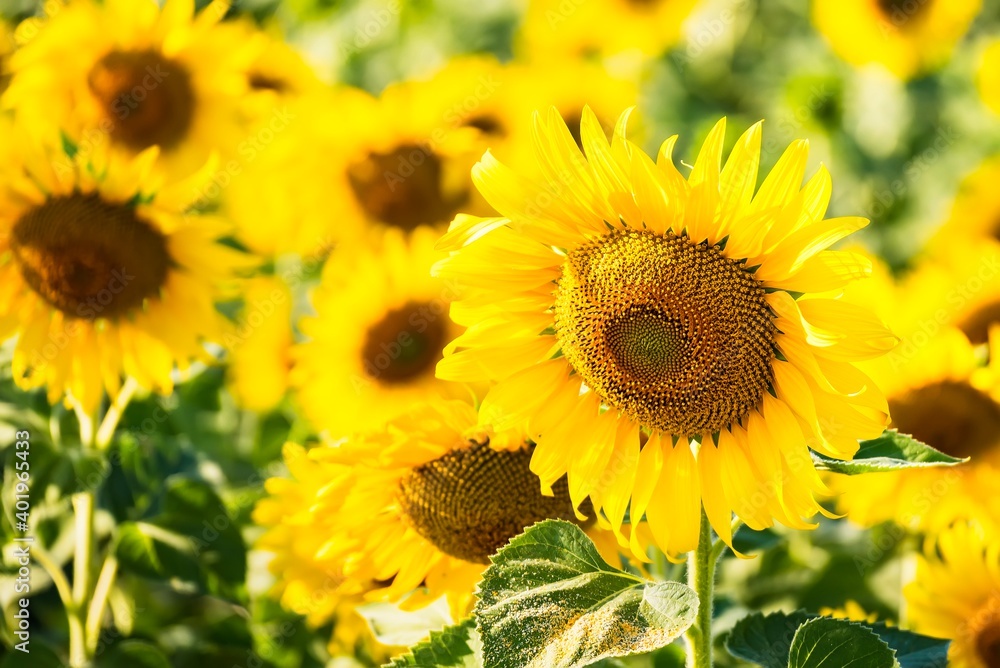 Beautiful blooming sunflower on a background field of sunflowers.Sunflowers have abundant health benefits. Sunflower oil improves skin health and promote cell regeneration.Selective focus Beautiful blooming sunflower on a background field of sunflowers.Sunflowers have abundant health benefits. Sunflower oil improves skin health and promote cell regeneration.Selective focus