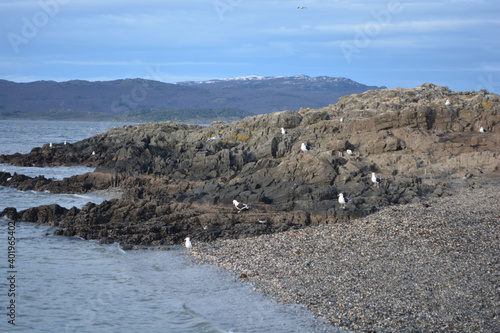 A view of seagulls resting on the rocky shore on acloudy day background photo