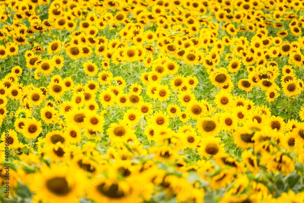 Beautiful blooming sunflower on a background field of sunflowers.Sunflowers have abundant health benefits. Sunflower oil improves skin health and promote cell regeneration.Selective focus Beautiful blooming sunflower on a background field of sunflowers.Sunflowers have abundant health benefits. Sunflower oil improves skin health and promote cell regeneration.Selective focus
