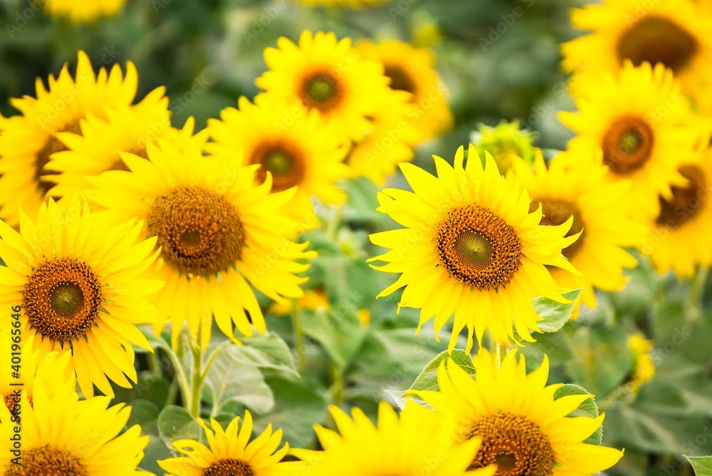 Fototapeta premium Beautiful blooming sunflower on a background field of sunflowers.Sunflowers have abundant health benefits. Sunflower oil improves skin health and promote cell regeneration.Selective focus
