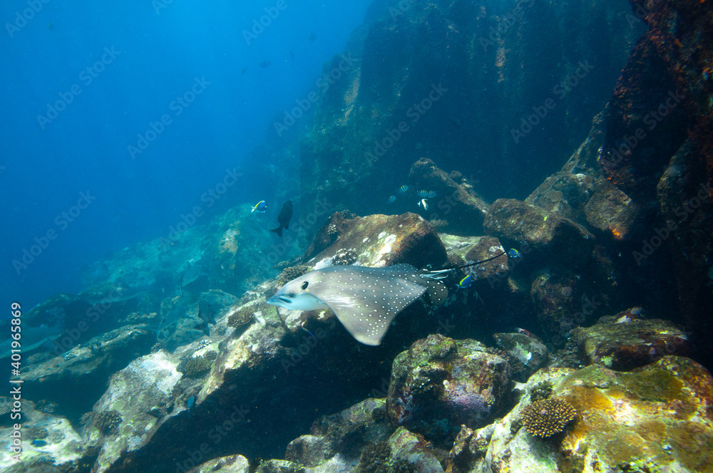 Fototapeta premium Whitespotted Eagle Ray (Aetobatus ocellatus) swimming between the reef rocks