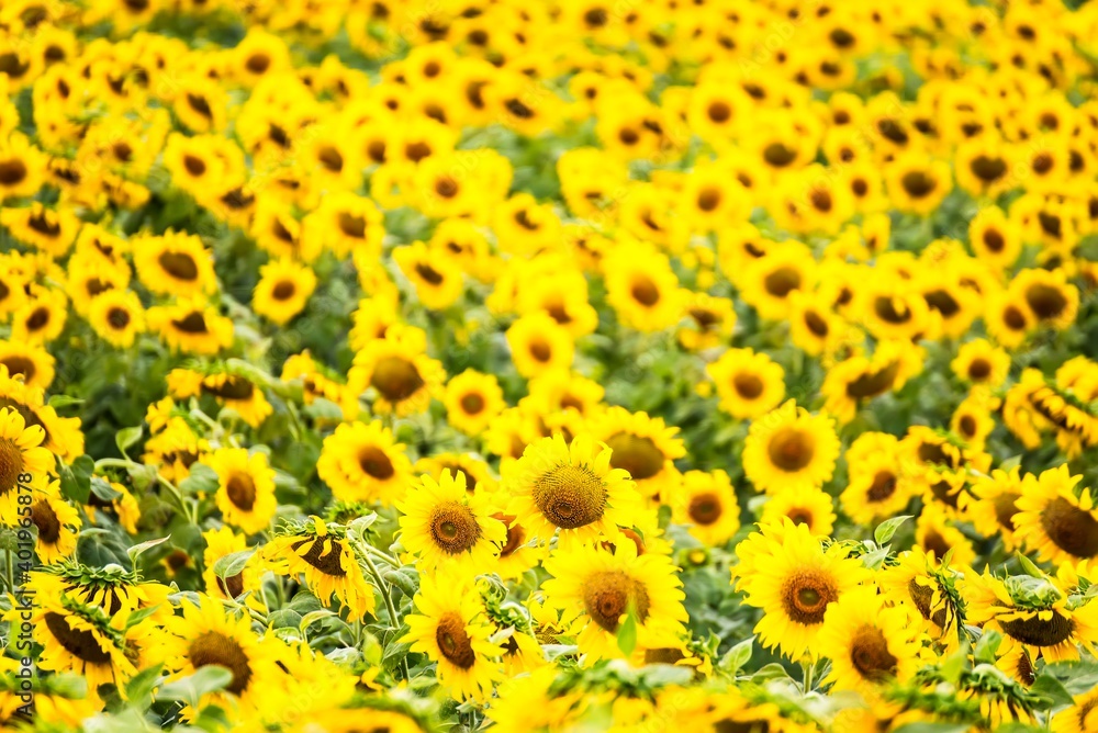 Beautiful blooming sunflower on a background field of sunflowers.Sunflowers have abundant health benefits. Sunflower oil improves skin health and promote cell regeneration.Selective focus Beautiful blooming sunflower on a background field of sunflowers.Sunflowers have abundant health benefits. Sunflower oil improves skin health and promote cell regeneration.Selective focus