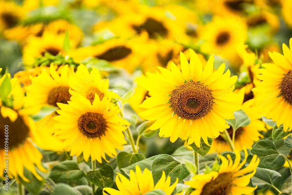 Fototapeta premium Beautiful blooming sunflower on a background field of sunflowers.Sunflowers have abundant health benefits. Sunflower oil improves skin health and promote cell regeneration.Selective focus